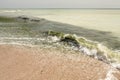 Dirty sea water full of seaweed Royalty Free Stock Photo