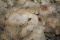 Dirty sheep wool