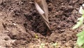 Dirty shovel digging plant bed with green manure inside. Preparing soil for harvest. Farming and scarify, agriculture