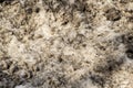 Texture of dirty snow close-up Royalty Free Stock Photo