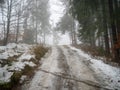 Dirty snowy road in the woods surrounded by pine trees. Royalty Free Stock Photo