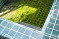 Dirty spa pool, algae growing in shallow water in swimming pool Royalty Free Stock Photo