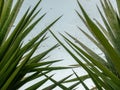 Spider web with garbage in palm leaves Royalty Free Stock Photo