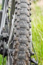 A dirty, spiked, cracked mountain bike tire in the green grass. Rear view Royalty Free Stock Photo