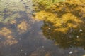 dirty stagnant water in an abandoned swimming pool Royalty Free Stock Photo