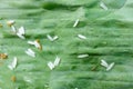 Dirty sticky rice on banana leaf