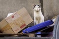 Dirty stray cat standing on thrown cardboard boxes Royalty Free Stock Photo