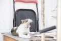 Dirty stray cat yawning on table Royalty Free Stock Photo