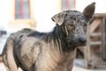 Dirty stray dog contracted leprosy standing Royalty Free Stock Photo