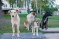 Dirty stray dogs standing on bumpy road and looking up to camera Royalty Free Stock Photo