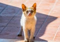 Dirty stray kitty with dirty nose and ears Royalty Free Stock Photo