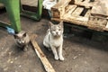 Dirty street cats sitting in factory Royalty Free Stock Photo