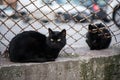 Dirty street cats sitting in factory Royalty Free Stock Photo