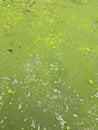 Dirty swamp water texture background, green waste water