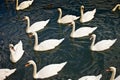 Dirty swans