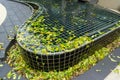 Dirty swimming pool with many foliage