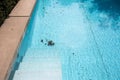 Dirty swimming pool which need to be cleaned close-up Royalty Free Stock Photo