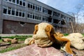 dirty toys on the background of a burned-out destroyed school in an abandoned city in Ukraine