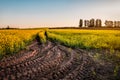 Dirty tractor road in yellow rape field Royalty Free Stock Photo