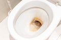 Dirty unhygienic toilet bowl with limescale stain at public restroom close up Royalty Free Stock Photo