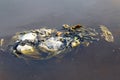 Dirty waste plastic bags on the surface water, Waste plastic bags do not Decomposed garbage, polluting nature ecological water Royalty Free Stock Photo