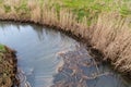 Dirty water ditch with reed