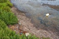 Dirty water with garbage in water pollution at the Ebro delta in Spain at the canal Royalty Free Stock Photo