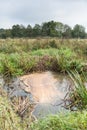 Dirty water in a river in a countryside landscape in Holland Royalty Free Stock Photo