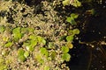 Dirty water in the river. Moss and seaweed on the river. River covered by moss and leaves of water lilies. Ecological problems Royalty Free Stock Photo
