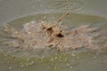 Dirty muddly water splash in puddle Royalty Free Stock Photo
