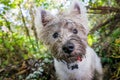 Dirty west highland terrier westie dog with muddy face outdoors