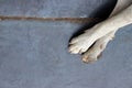 Dirty white foot of stray dog on metal floor with copy space background