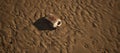 Dirty white plastic oil container lying in rippled sand of beach. Royalty Free Stock Photo