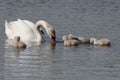 Dirty white swan and its gray baby swans swimming on a pond Royalty Free Stock Photo