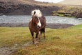 Dirty and wild horse with a white mane grazing by the river Royalty Free Stock Photo