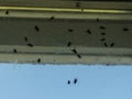 Dirty window covered with flies and other insects