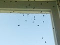 Dirty window covered with flies and other insects