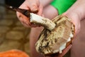 Dirty woman hands handle edible forest brown mushroom with a knife Royalty Free Stock Photo