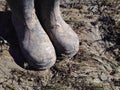 Dirty work boots. Royalty Free Stock Photo