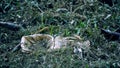 A dirty and worn out piece of plastic food container over a grassy land. Used plastic food container left or thrown into the