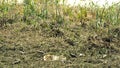 A dirty and worn out piece of plastic food container over a grassy land. Used plastic food container left or thrown into the