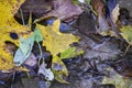 The Dirty Yellow Leaves In The Water In Autumn