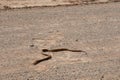 A dirty yellow speckled dark brown cape cobra - naja nivea - crossing a white dirt road Royalty Free Stock Photo