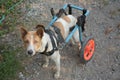 Disable dog in a wheelchair on ground