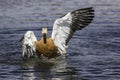 Disabled bird - Ruddy shelduck with damaged wing Royalty Free Stock Photo