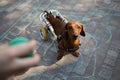 Brown handicapped dachshund on a wheel chair looking at the owner the ball in hand. Paralyzed dog on a specialized cart Royalty Free Stock Photo