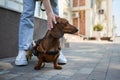 Girl petting a paralyzed dachshund on a wheel chair. Dog lover caring for an injured pet Royalty Free Stock Photo