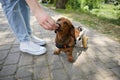 Owner giving a handicapped dog a treat. Girl feeding a paralyzed pet a snack on a walk Royalty Free Stock Photo