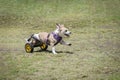 Disabled dog playing