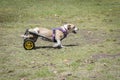 Disabled dog playing